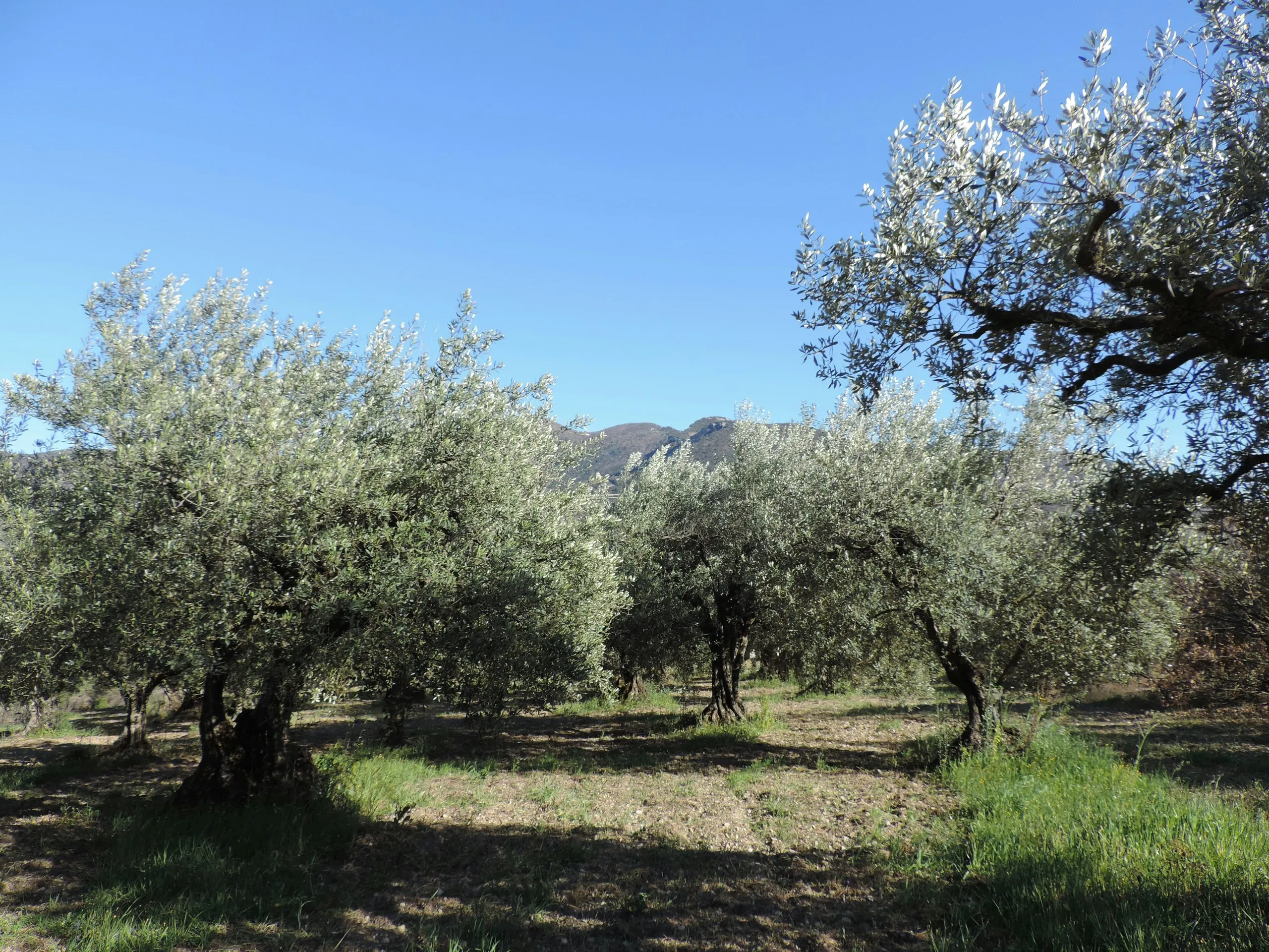 Oliveto di Fontana Murata sul versante dei Nebrodi, con i monti sullo sfondo
